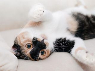 Cat Lovers Wajib Tahu, Ini Bagian Tubuh Kucing yang Membuatnya Tidak Suka Jika Disentuh