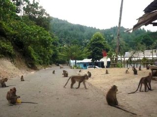 Menyaksikan Langsung Kera Ekor Panjang di Desa Wisata Cikakak, Banyumas