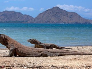Kenaikan Harga Tiket Pulau Komodo Rp 3,75 Juta Resmi Ditunda Hingga Akhir 2022
