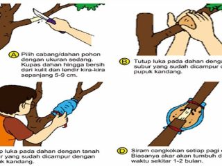 Inilah Jawaban Soal Apa Saja Tanaman Yang Dapat Dikembangbiakan Dengan Cara Okulasi atau Menempel
