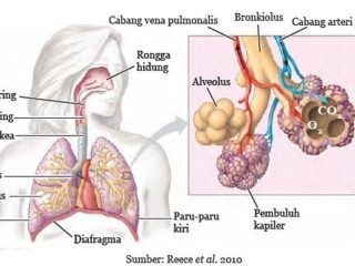 Lengkap! Contoh Bocoran Soal dan Jawaban Pilihan Ganda IPA Kelas 8 SMP/MTS Materi Sistem Pernapasan