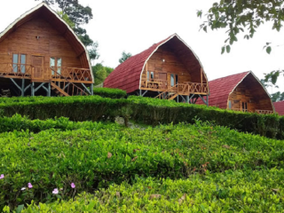 Glamping Gunung Bangku Ciwidey Tawarkan Sensasi Berkemah di Tengah Kebun Teh.  Cocok Untuk Liburan Keluarga!
