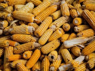 Bukan Sumenep atau Blitar, Ternyata Ini Kabupaten Penghasil Jagung Terbesar di Jawa Timur, Daerahmu?