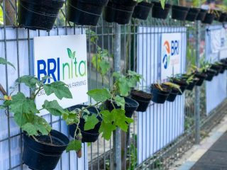 Sukses Bertani di Kota, Begini Kisah Inspiratif Mrican Caturtunggal Bersama BRI