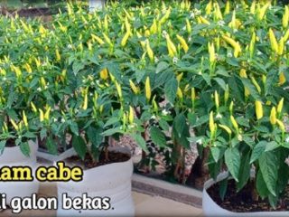Berkebun Cabe Secara Kreatif, Manfaatkan Galon Bekas dengan 10 Langkah Mudah Ini!
