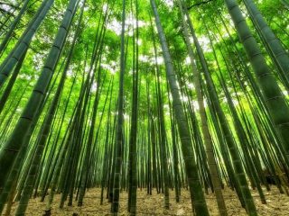 TERJAWAB sifat bambu yang dimanfaatkan untuk membuat konstruksi air mancur adalah...