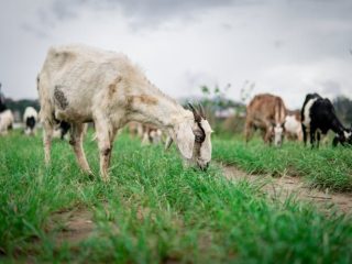 Kunci Jawaban Pak Abduh termasuk peternak yang cukup sukses di kampungnya, karena memiliki 125 ekor kambing