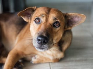 Anjing Pemburu Babi Hutan Disiksa di Bandung Barat, Masyarakat Geram dan Tuntut Hukuman